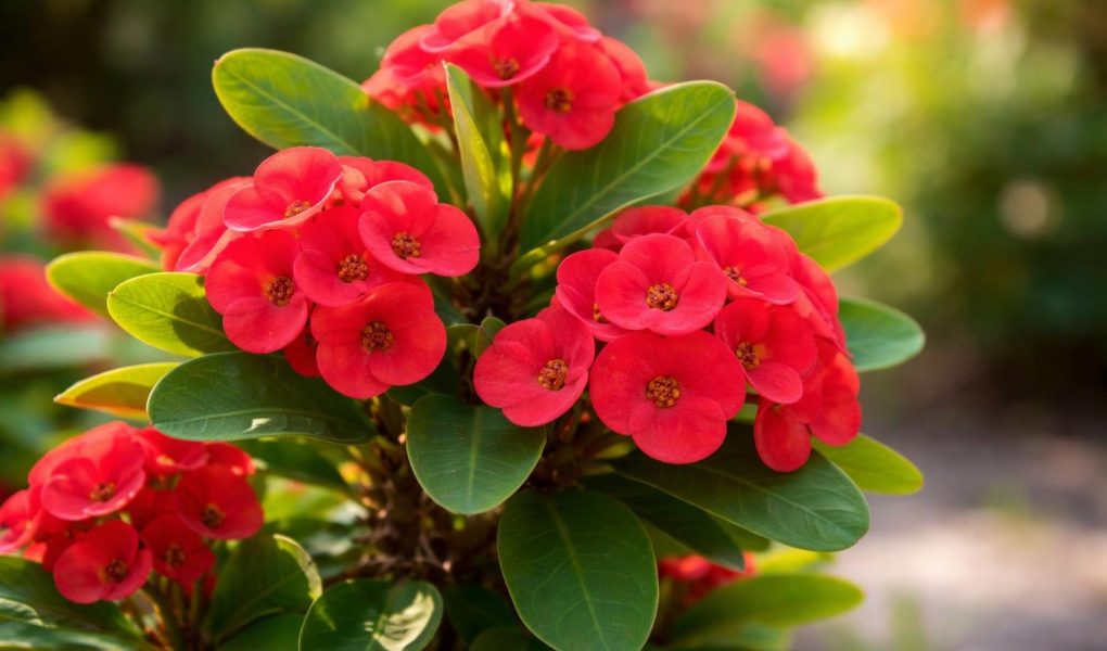 euphorbia-milii-fleurs-rouges-feuilles-vertes