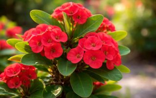 euphorbia-milii-fleurs-rouges-feuilles-vertes