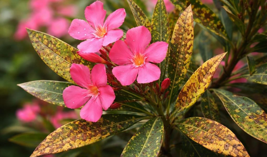 laurier-rose-fleurs-feuilles-tachees-flou