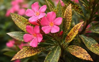 laurier-rose-fleurs-feuilles-tachees-flou