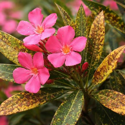 laurier-rose-fleurs-feuilles-tachees-flou